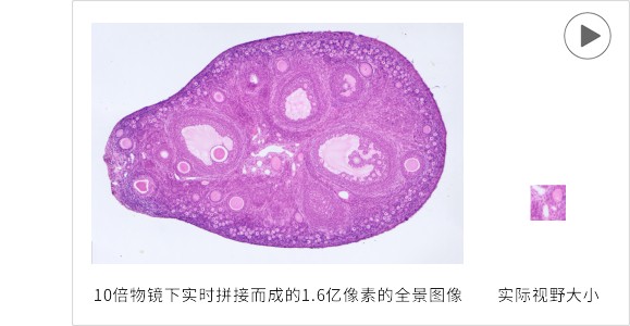 å¥¥æå·´æ¯æ¾å¾®é|å¥¥æå·´æ¯çç©æ¾å¾®é|å¥¥æå·´æ¯éç¸æ¾å¾®é|å¥¥æå·´æ¯åç½®æ¾å¾®é|OLYMPUSæ¾å¾®é|ä¸æµ·æ®èµ«åçµç§ææéå¬å¸å®ç½